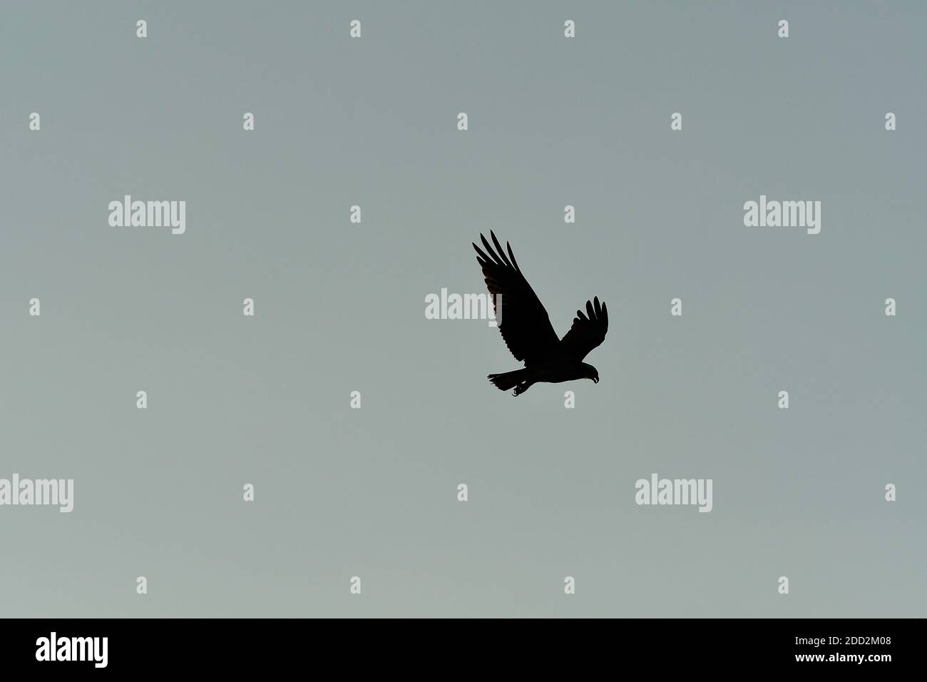 Silhouette of Osprey with pale blue sky Stock Photo - Alamy