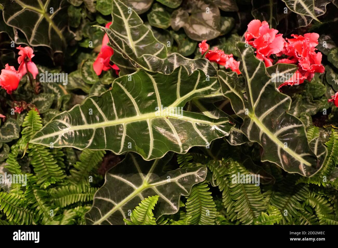 Poly elephant ear plants surrounded by red Cyclamen flowers Stock Photo