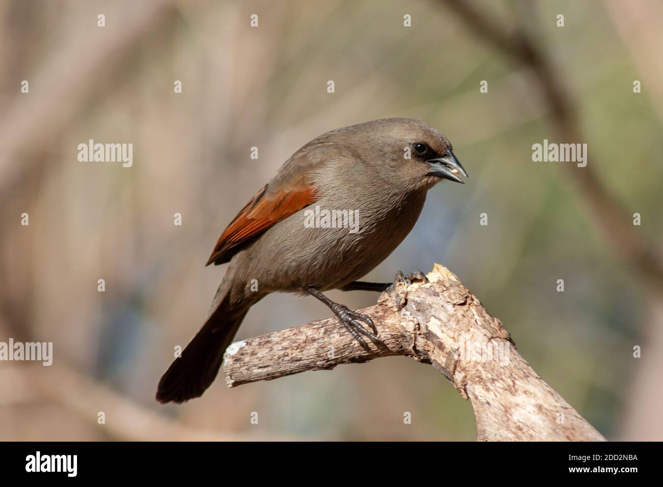 Bay-winged cowbird, Molothrus badius, perched on a branch. Typical bird of Argentina Stock Photo