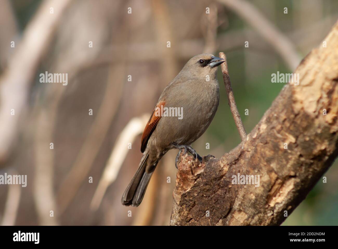 Bay-winged cowbird, Molothrus badius, perched on a branch. Typical bird of Argentina Stock Photo