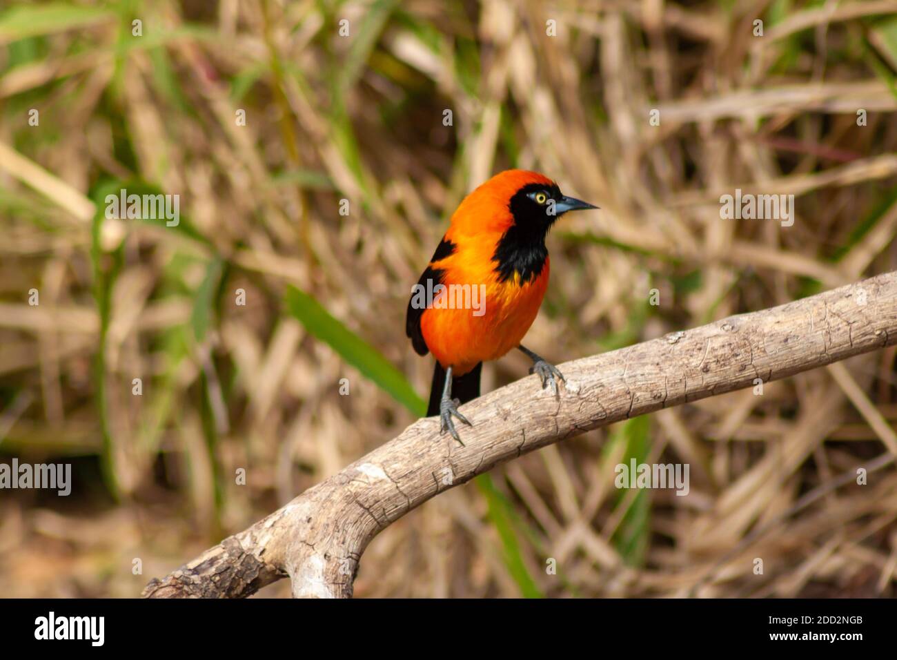 Beautifull Orange-backed troupial perched on branch in Ecological Reseve of Costanera Sur -RECS- in Buenos Aires, Argentina. Stock Photo