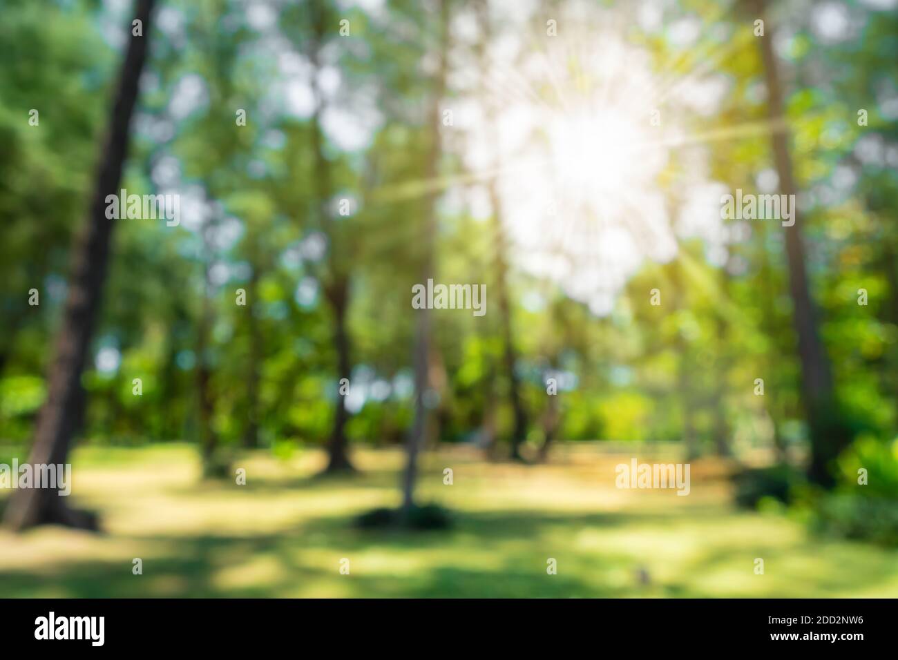 Blur nature bokeh green park by beach and tropical coconut trees in ...