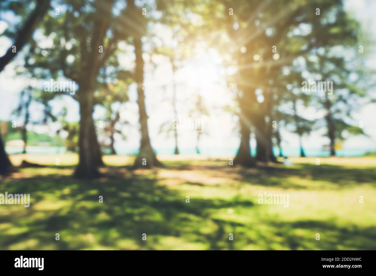 Blur nature bokeh green park by beach and tropical coconut trees in ...