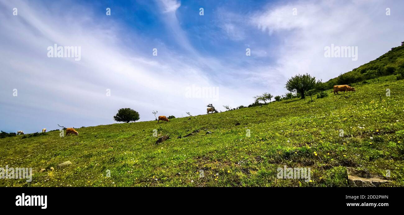 The western mountains, henan alpine meadow Stock Photo