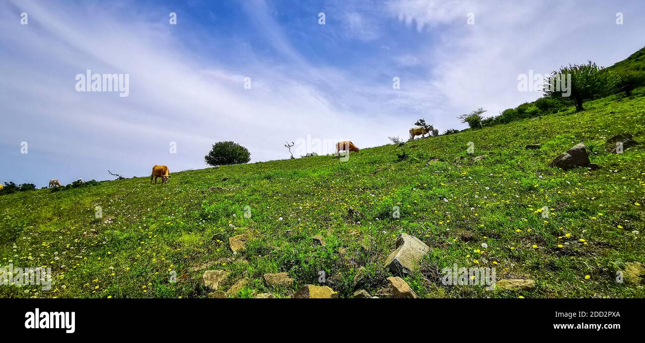 The western mountains, henan alpine meadow Stock Photo