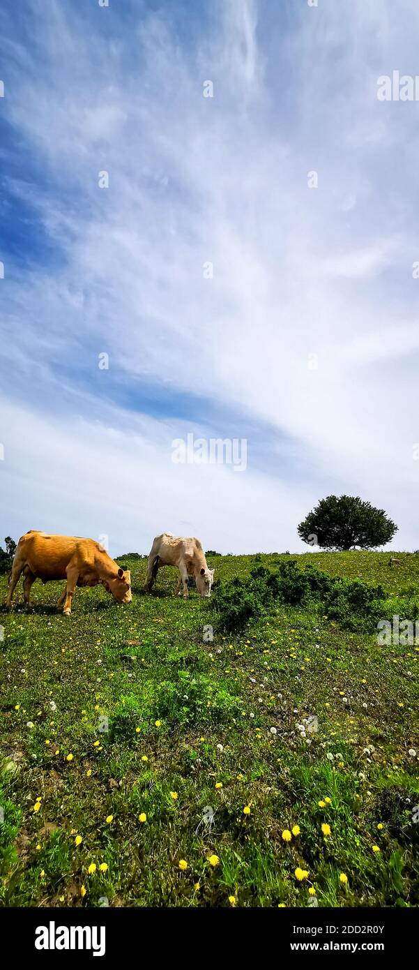 The western mountains, henan alpine meadow Stock Photo