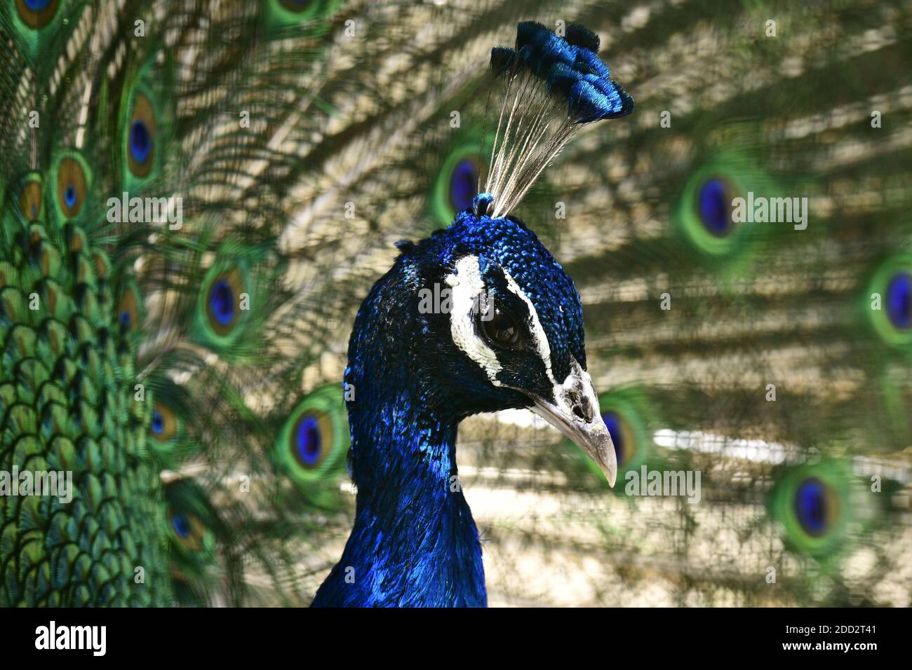 Blue peacock brocade and crown Stock Photo