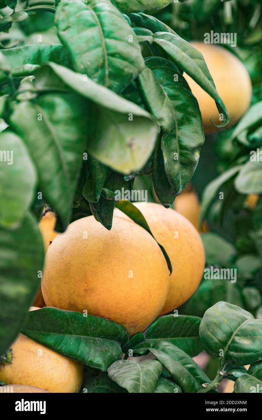 Grapefruit landscape hi-res stock photography and images - Alamy
