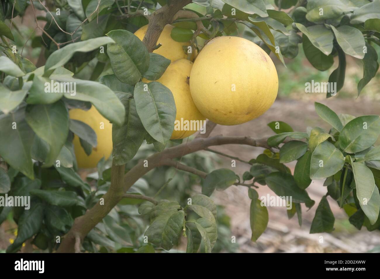 grapefruit Stock Photo