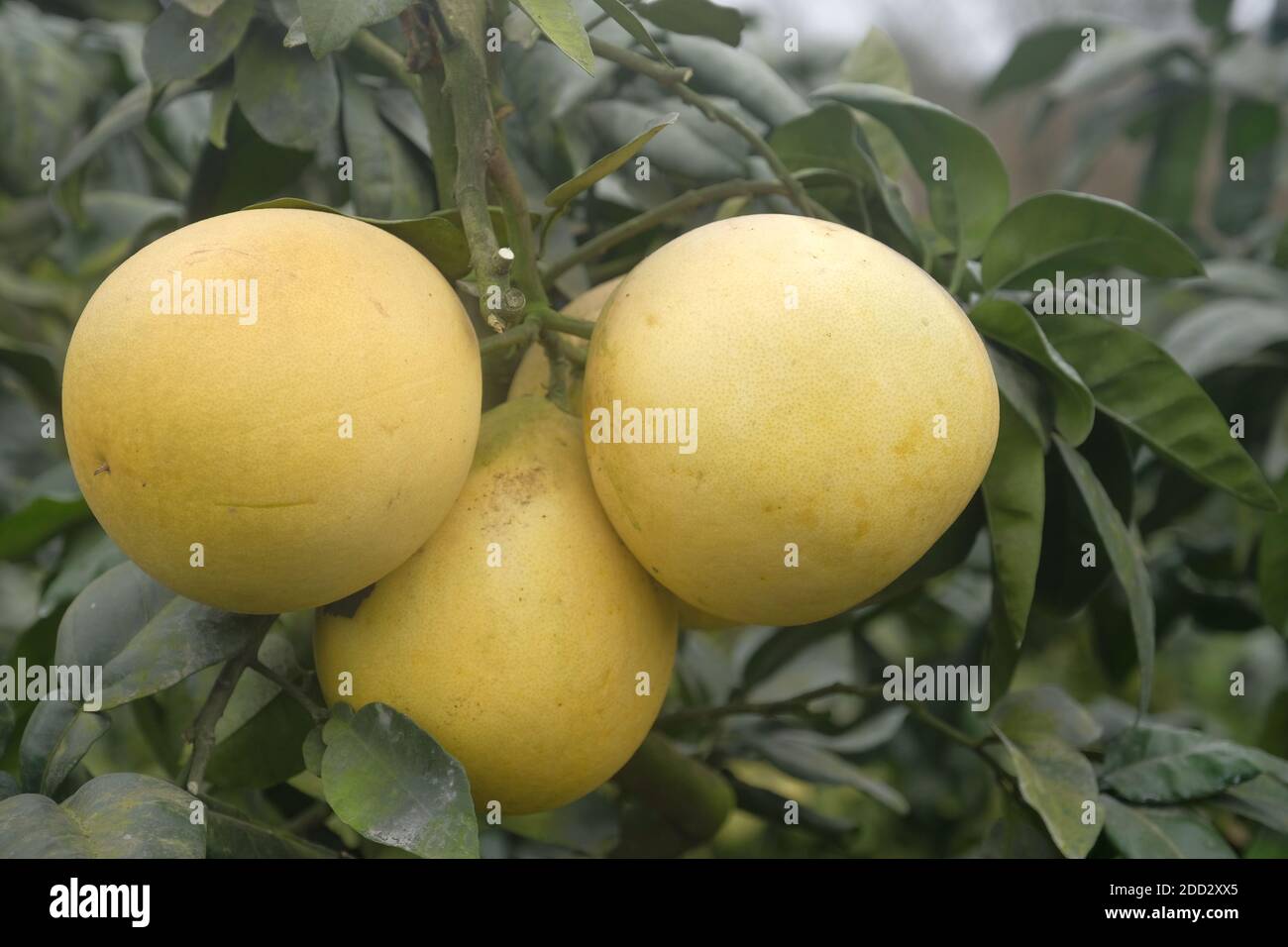 grapefruit Stock Photo