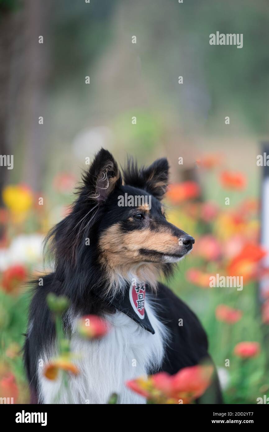 Dog mobile wallpaper hi-res stock photography and images - Alamy Dog mobile wallpaper hi-res stock photography and images - Alamy