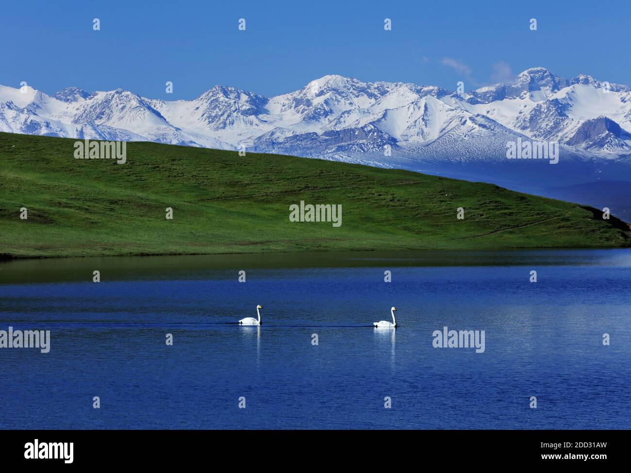 Snow area swan lake Stock Photo Alamy