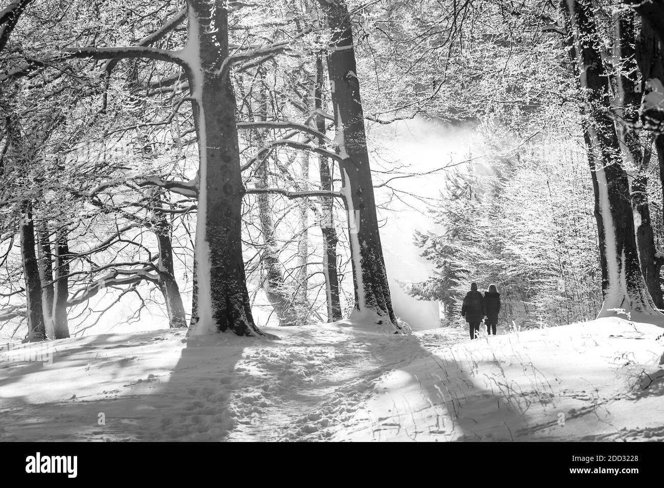 Girl walking in forest Black and White Stock Photos & Images - Alamy