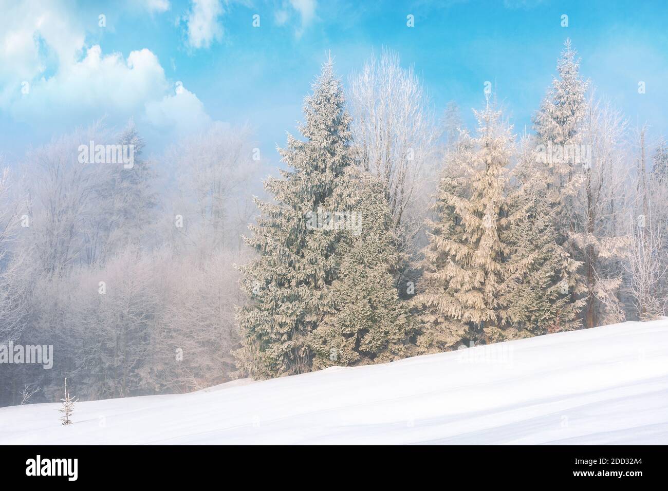 Tall spruce trees hi-res stock photography and images - Alamy
