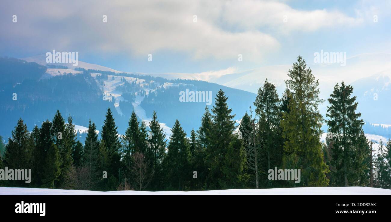 spruce forest on the snow covered hill. beautiful winter landscape in mountains. distant ridge in fog and clouds. carpathian countryside morning Stock Photo