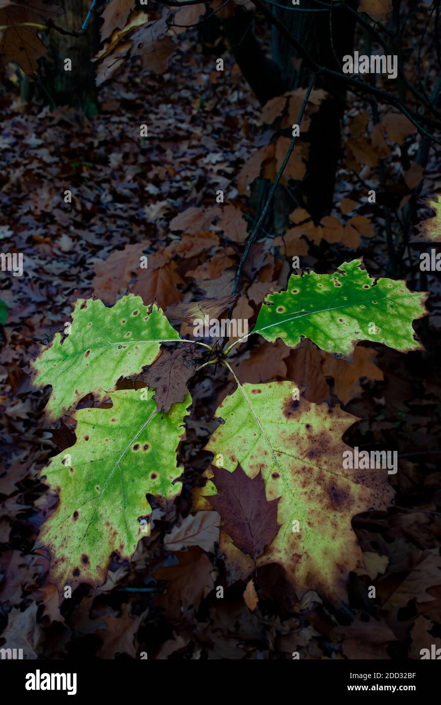 oak twig - autumn leaves in a semi-dark forest Stock Photo