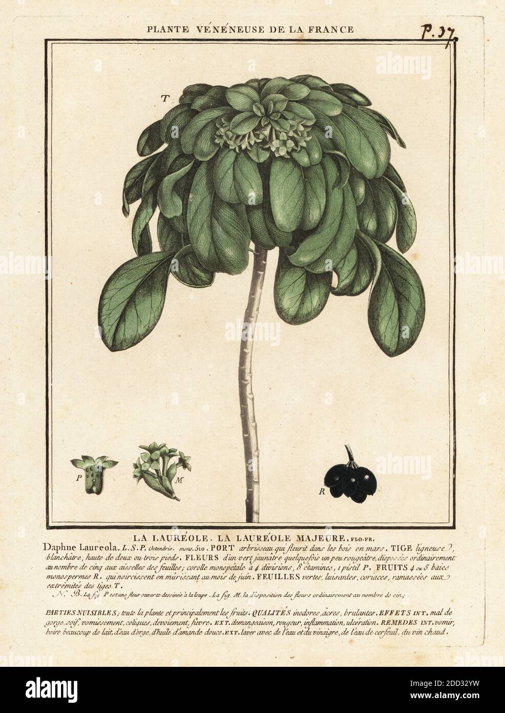 Spurge laurel, Daphne laureola. La laureole majeure. Copperplate engraving  printed in three colours by Pierre Bulliard from his Herbier de la France,  ou collection complete des plantes indigenes de ce royaume, Didot