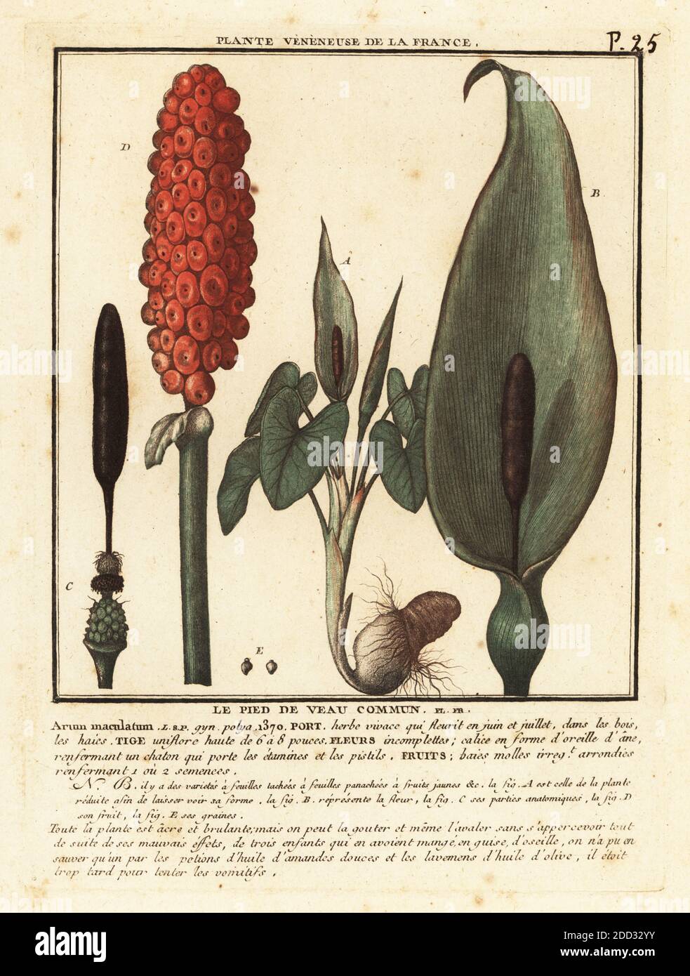 Snakeshead, adder's root, arum, wild arum, arum lily, Arum maculatum. Le  pied de veau commun. Copperplate engraving printed in three colours by  Pierre Bulliard from his Herbier de la France, ou collection