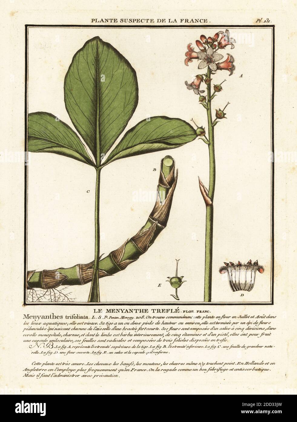 Buckbean or bogbean, Le menyanthe trefle, Menyanthes trifoliata.  Copperplate engraving printed in three colours by Pierre Bulliard from his Herbier de la France, ou collection complete des plantes indigenes de ce royaume, Didot jeune, Debure et Belin, 1780-1793. Stock Photo