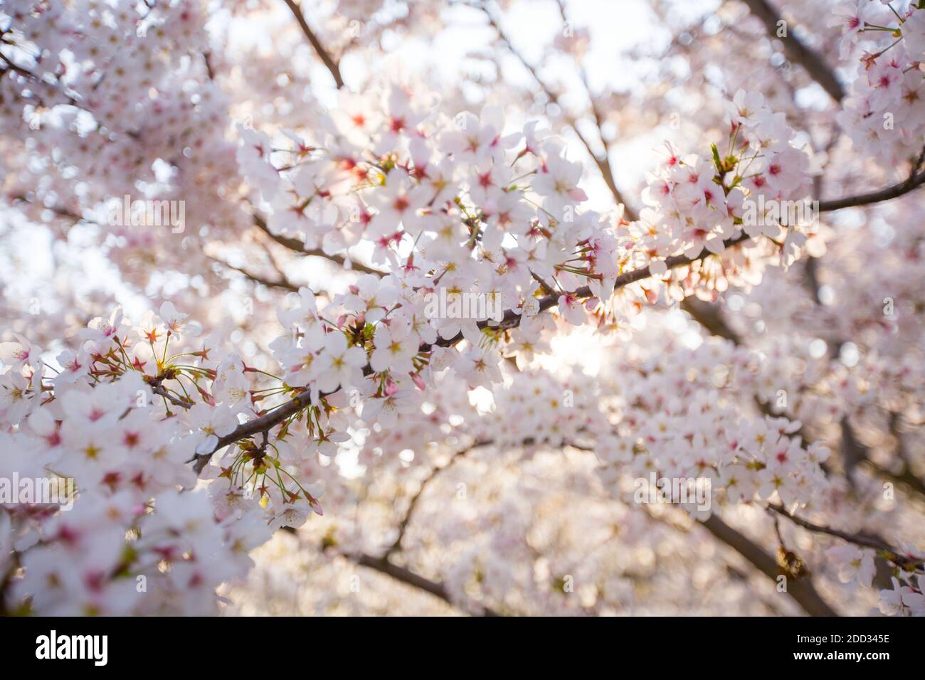 The cherry blossoms in the university campus Stock Photo Alamy
