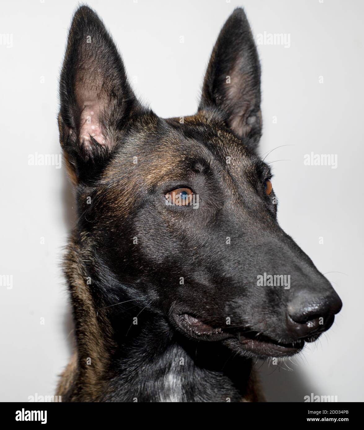The close up face of an amazing Belgian Malinois Stock Photo