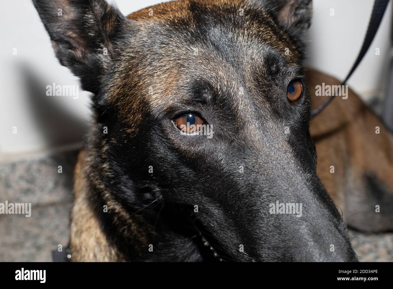 The close up face of an amazing Belgian Malinois Stock Photo