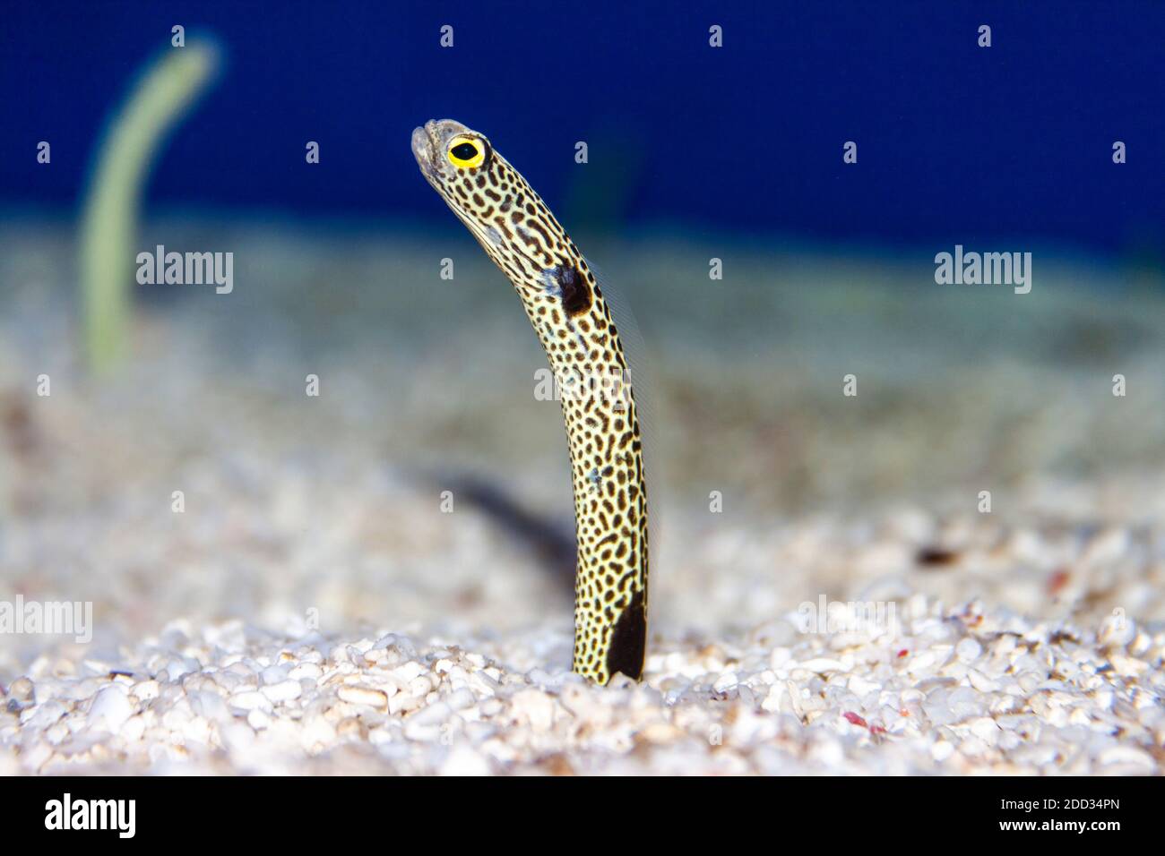 A closeup image of a small Garden Eel standing out the sand in an aquarium Stock Photo