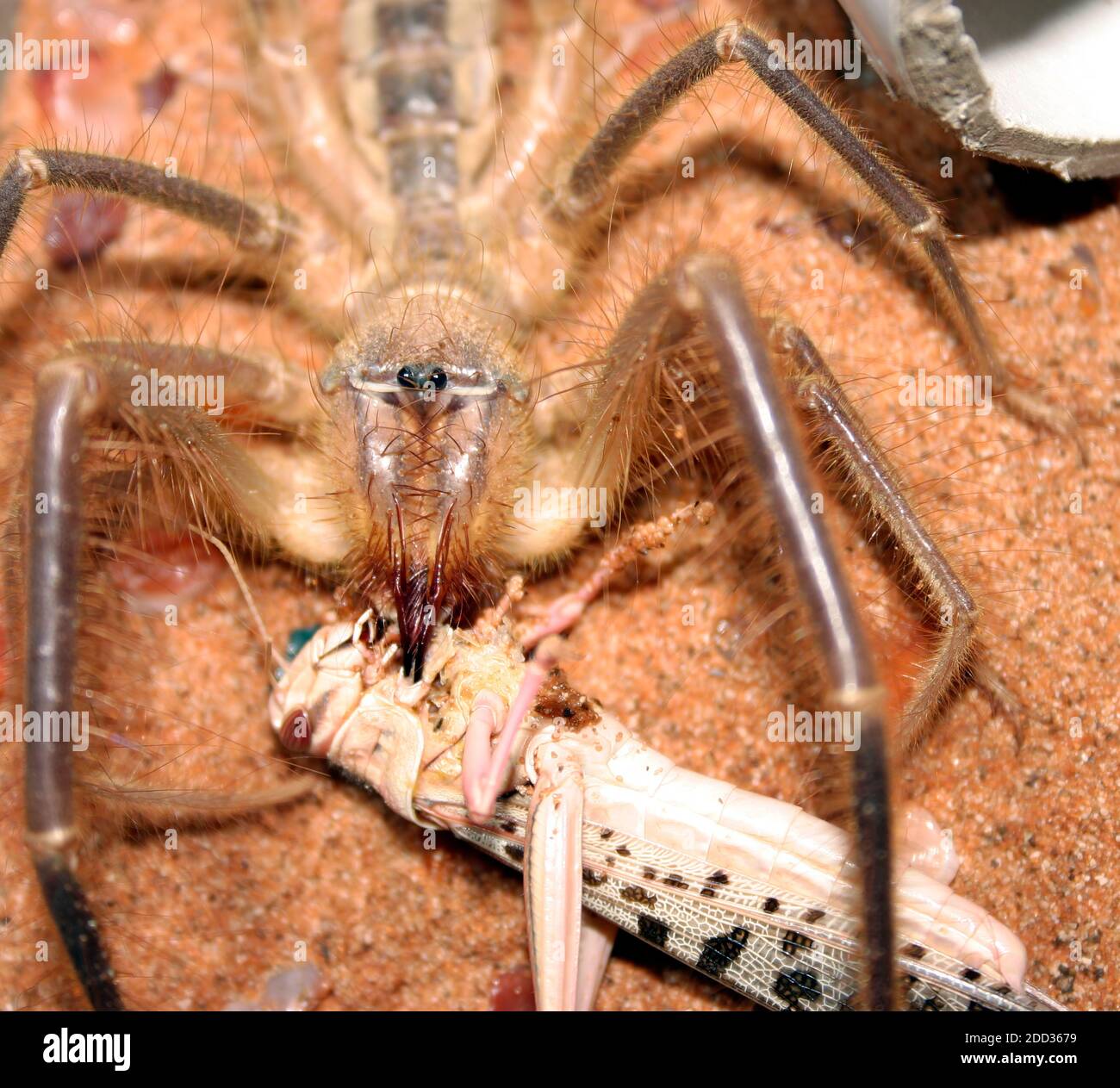 A large Camel Spider, also known as a Wind Scorpion, eat a larger grasshopper Stock Photo