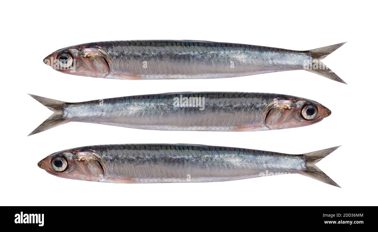 Fresh anchovy fish isolated in white background Stock Photo