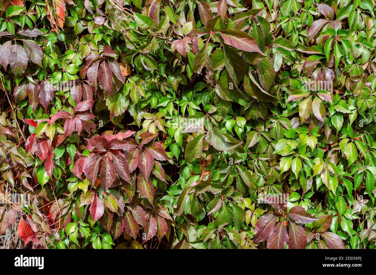 Wall braided with red-green wild grapes. Multicolored leaves of plant in sunbeams. Multitasking background. Without anyone. Stock Photo