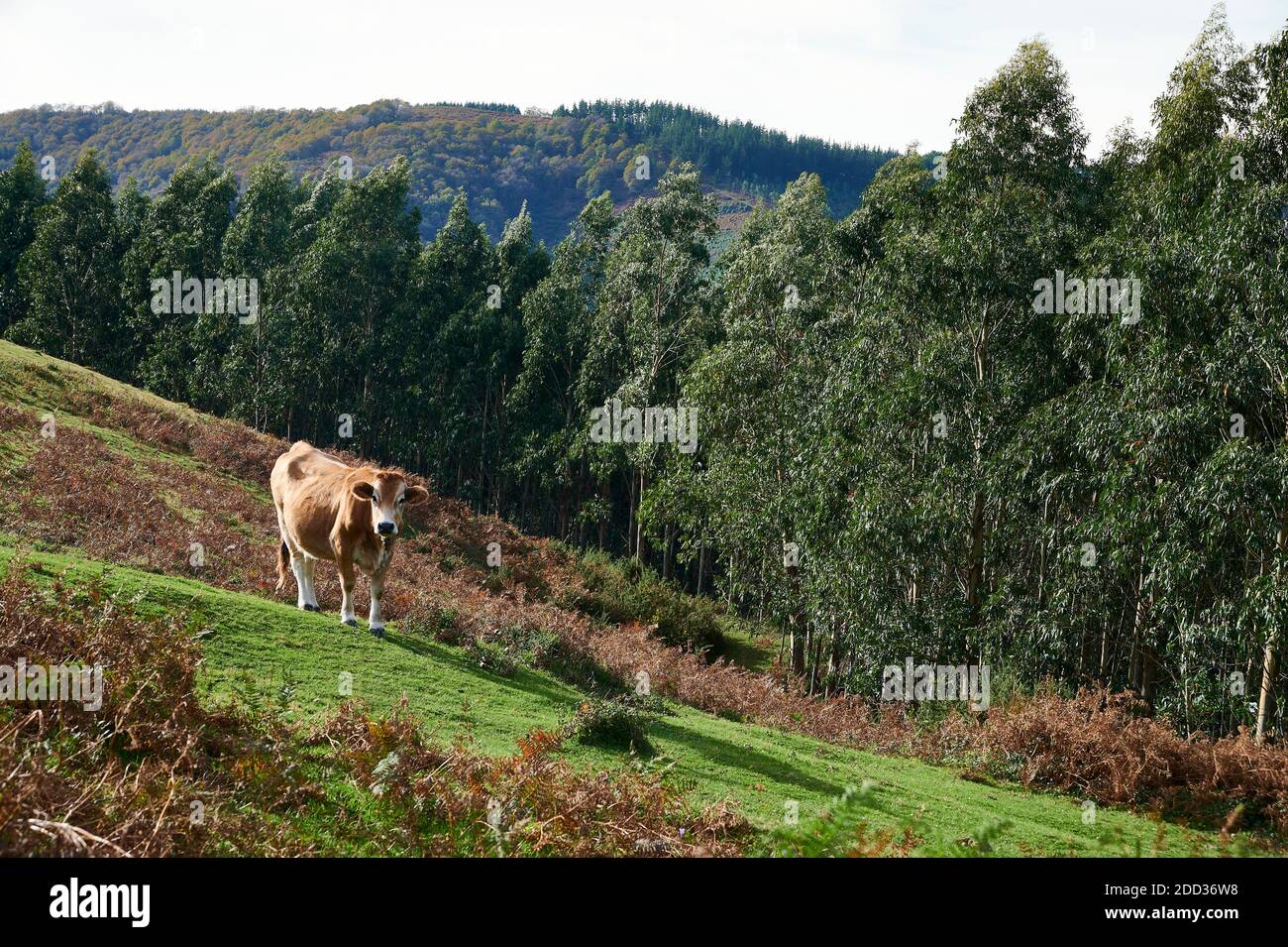 Castro camera hi-res stock photography and images - Alamy