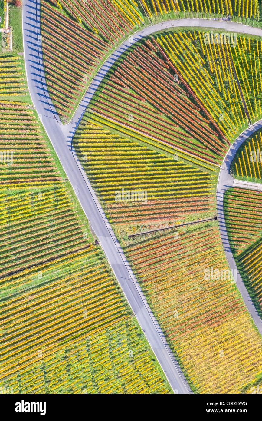 Vineyards wine autumn fall season aerial photo view portrait format in Germany Stock Photo