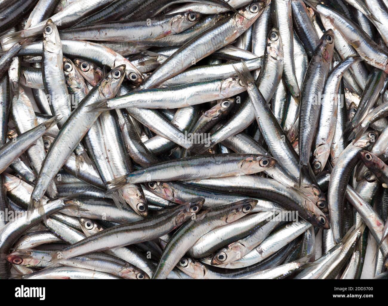 raw anchovy fish Stock Photo
