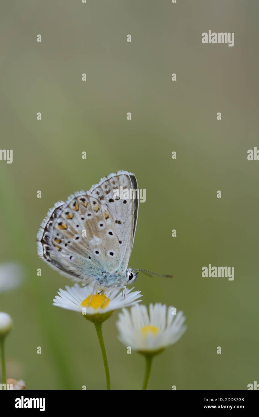 Brown argus butterfly on a white plant. Grey small butterfly with orange and black spots, and blue body on a daisy. Green background. Stock Photo