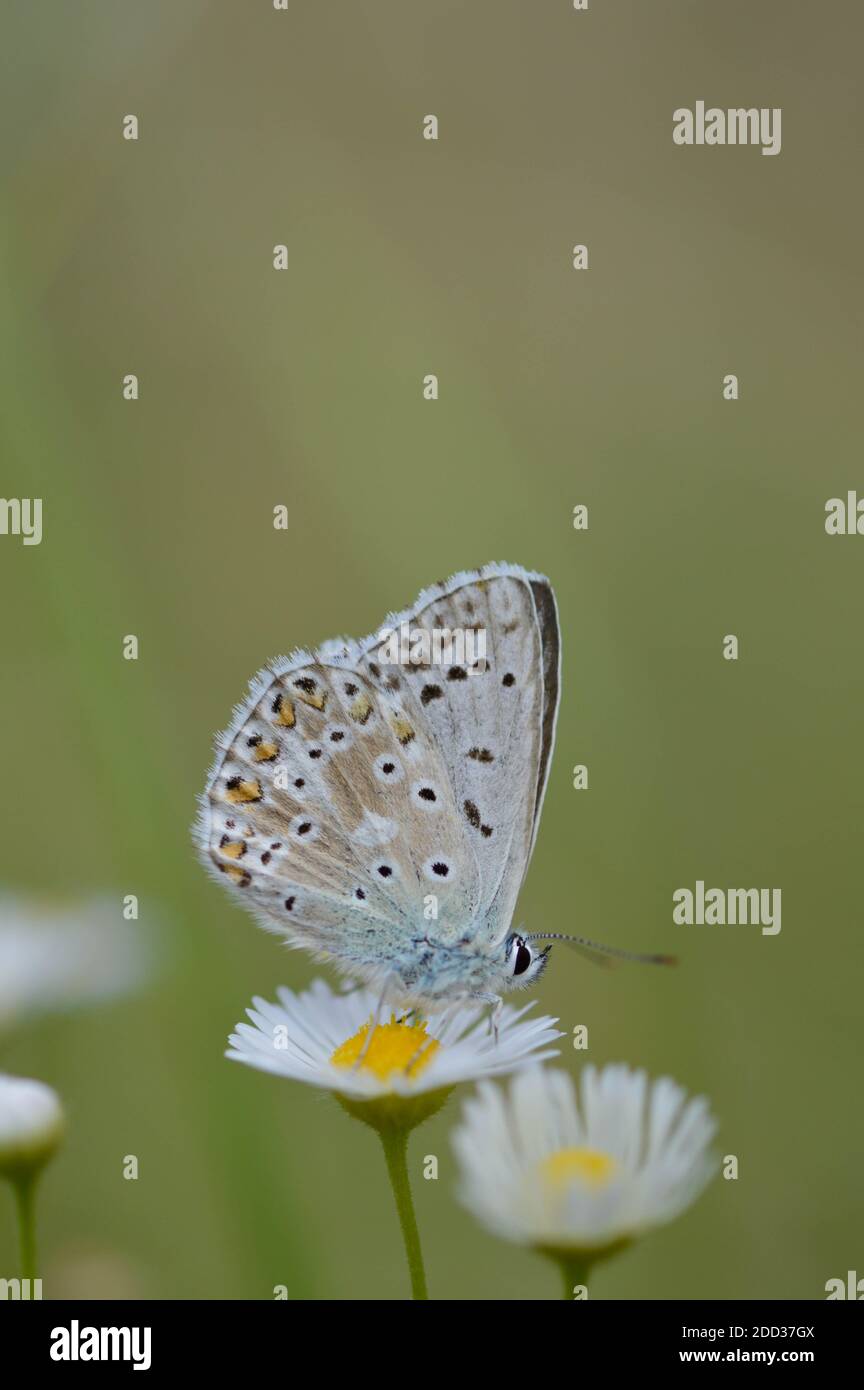 Brown argus butterfly on a white plant. Grey small butterfly with orange and black spots, and blue body on a daisy. Green background. Stock Photo