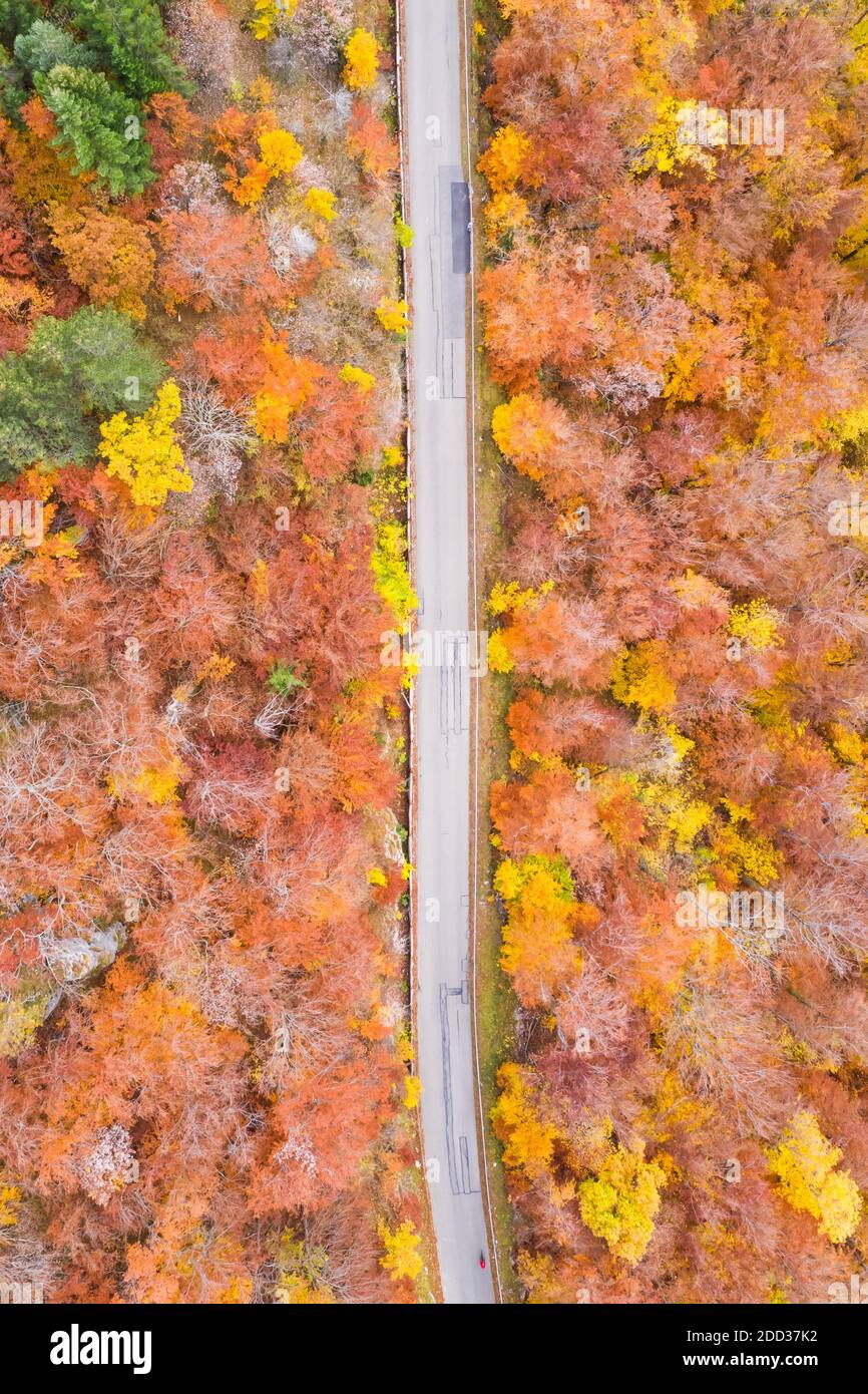Autumn fall forest woods colorful leaves season aerial photo view road portrait format in Germany Stock Photo