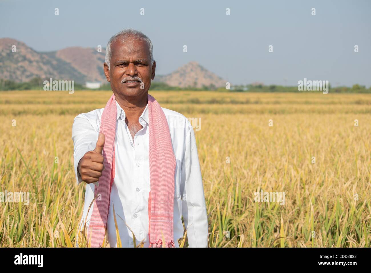 Indian Farmer with Thumps up gesture standing in middle of harvested Crops - concpet of good or bumper crop yields showing with copy space on Stock Photo