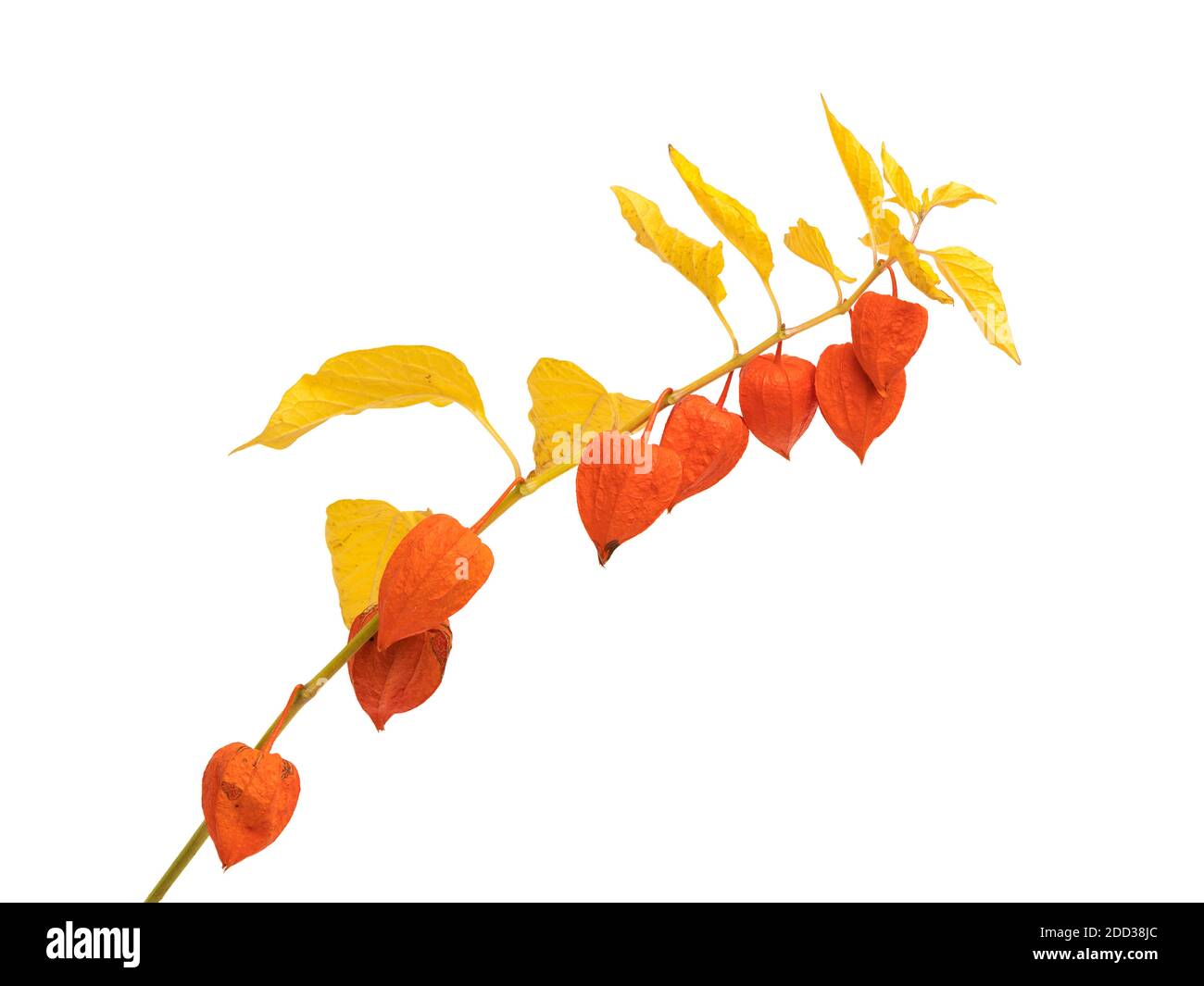 Wilting Physalis alkegengi or Chinese Lantern branch  full with fruits isolated on white background Stock Photo