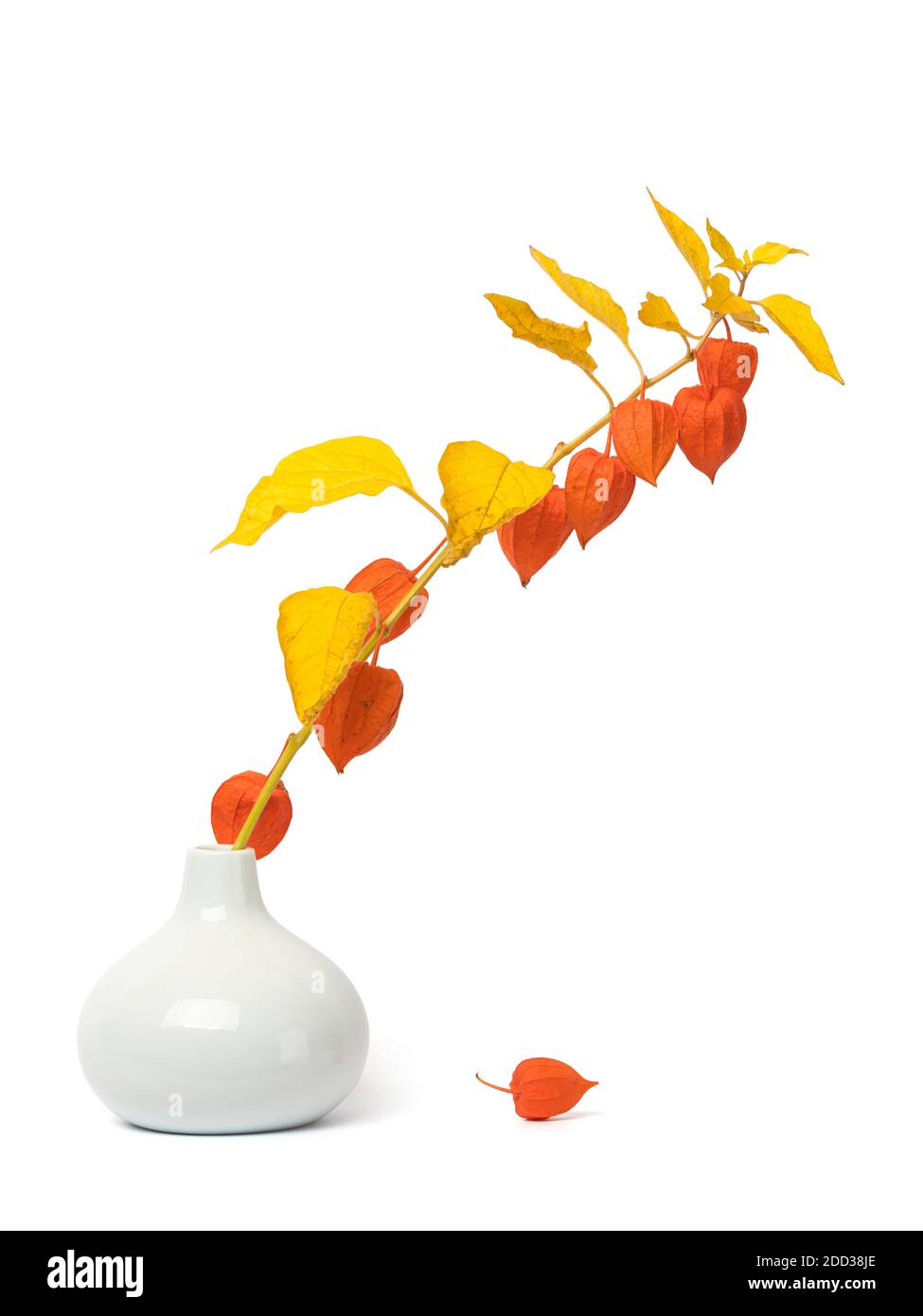 Wilting Physalis alkegengi or Chinese Lantern branch full with fruits in a vase, single husk on the ground, isolated on white background Stock Photo