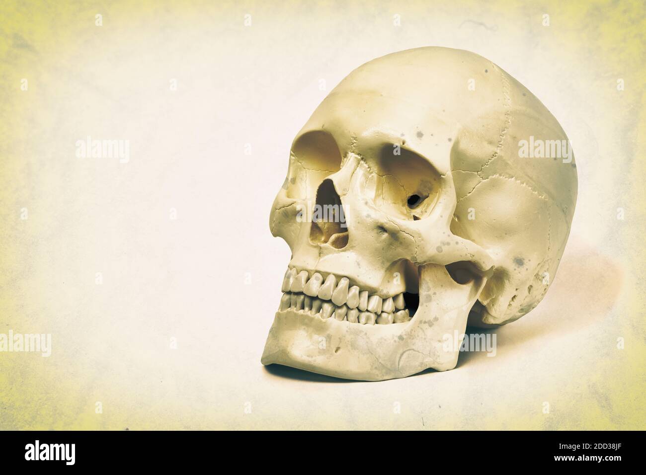 Realistic looking human skull with dirt and fungus, grunge processing, copy space Stock Photo