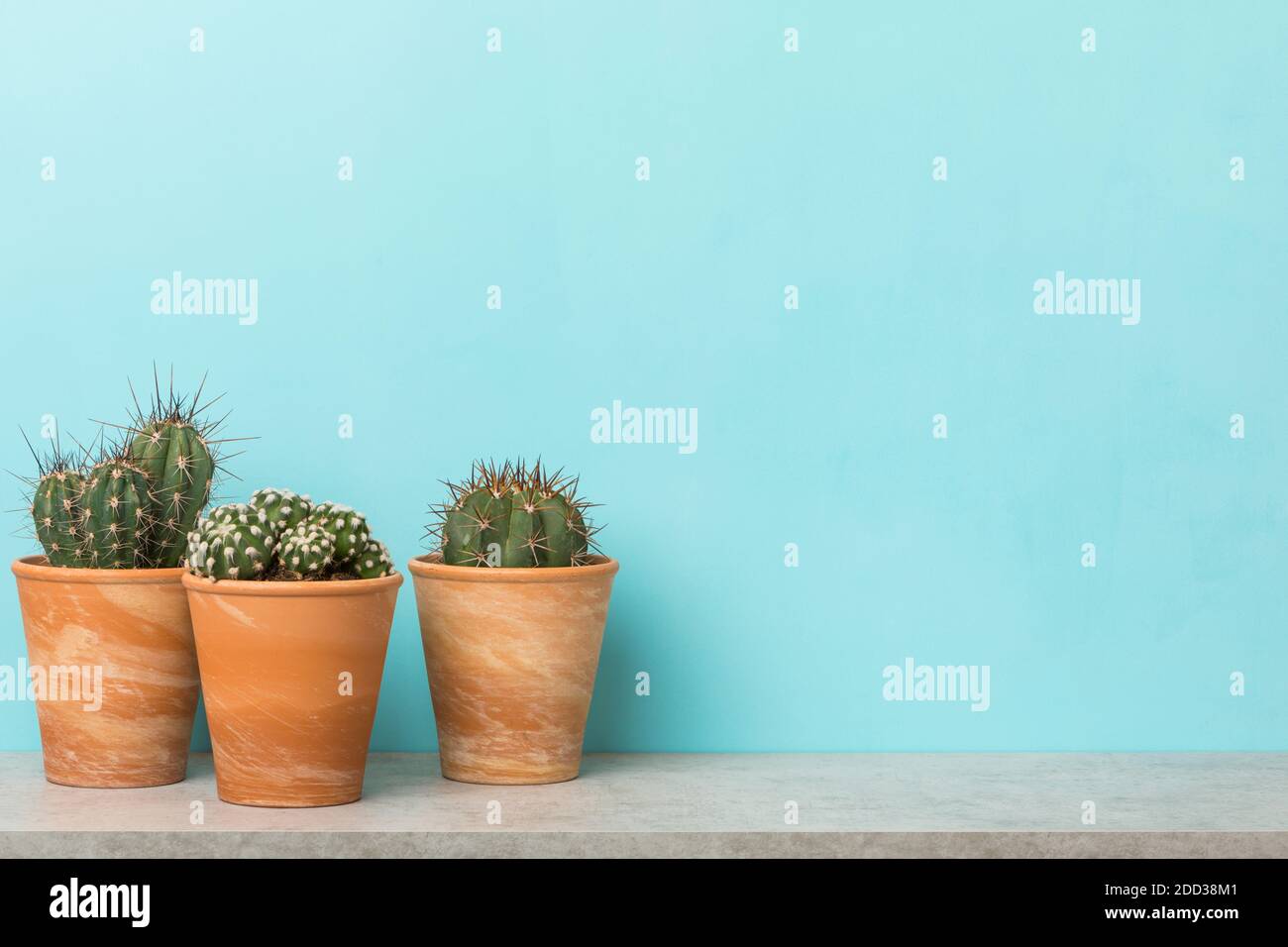 Three cactus plants in clay pots on a shelf with copy space on sky blue background Stock Photo