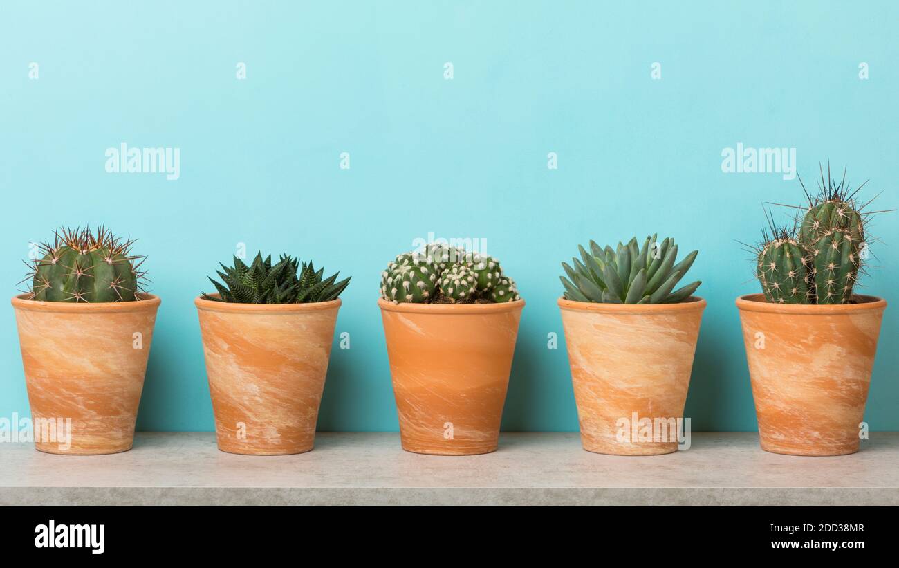 Five succulents and cacti in terracotta flower pots on a shelf , banner with sky blue background Stock Photo