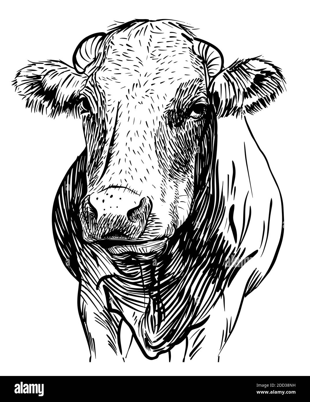 Cows head. Hand drawn in a sketch style black and white Vector