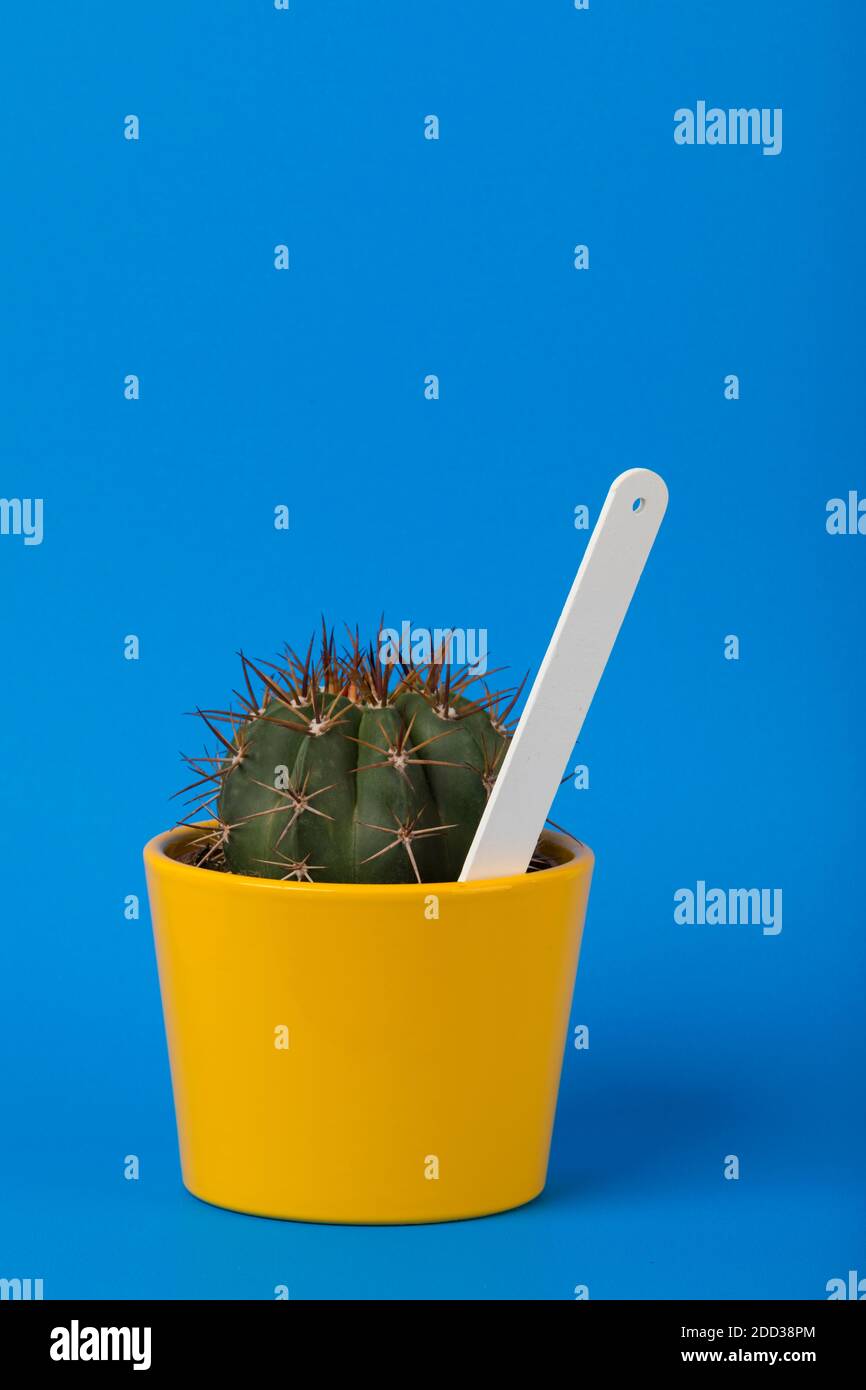 Small melocactus azureus cactus in yellow flower pot with blank white plant label on blue background Stock Photo