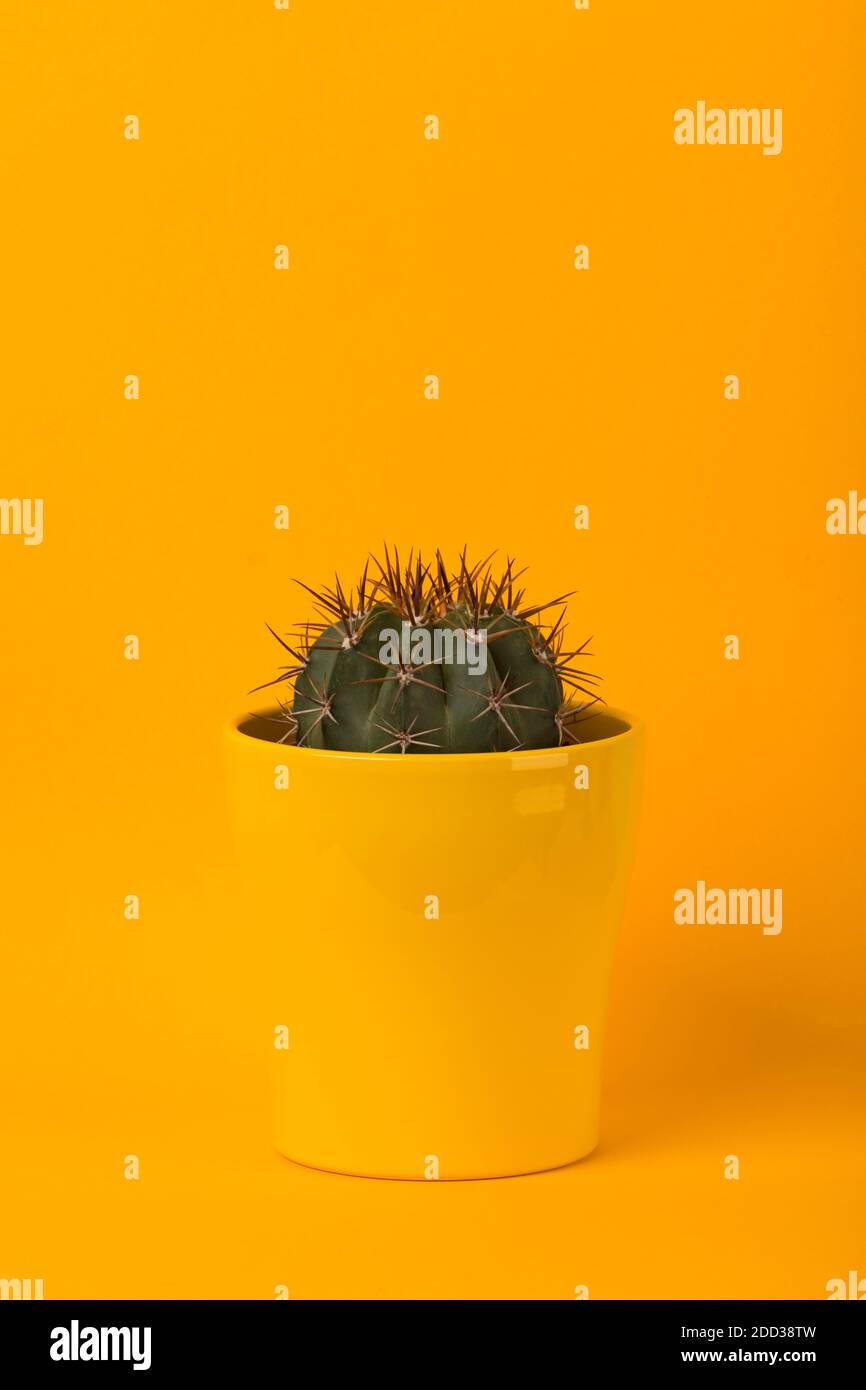 Small melocactus azureus cactus in yellow flower pot on yellow background Stock Photo