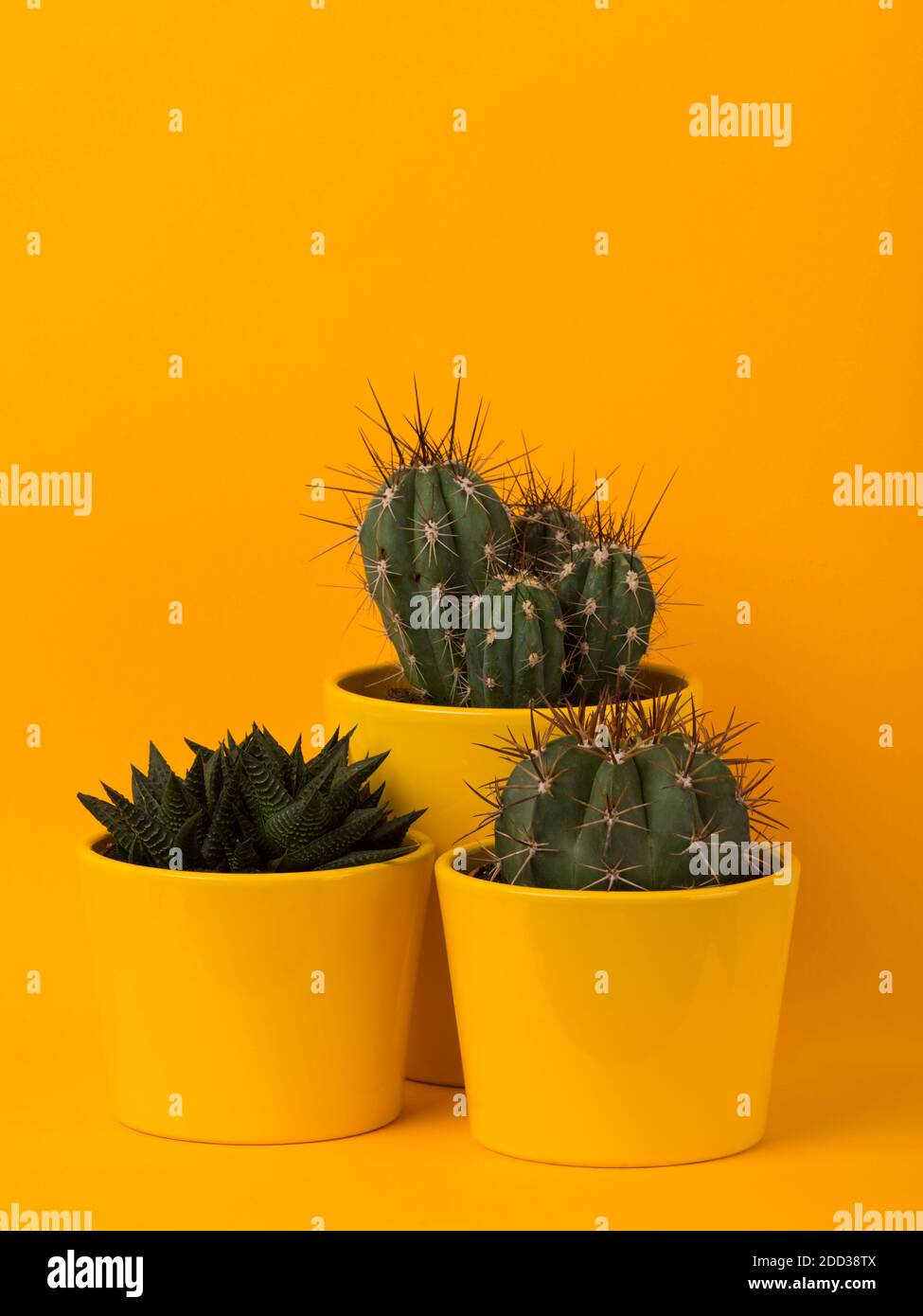 Three different small succulent and cactus plants in yellow flower pots on yellow background Stock Photo