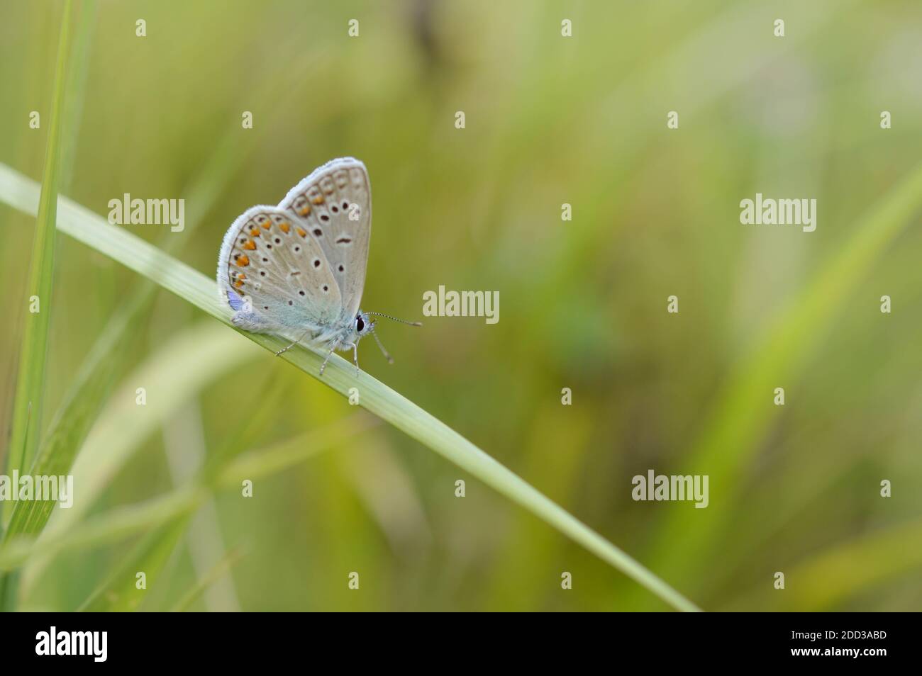Common blue, small blue and grey tiny butterfly on a green plant close up, butterfly with black and orange spots, green background. Stock Photo