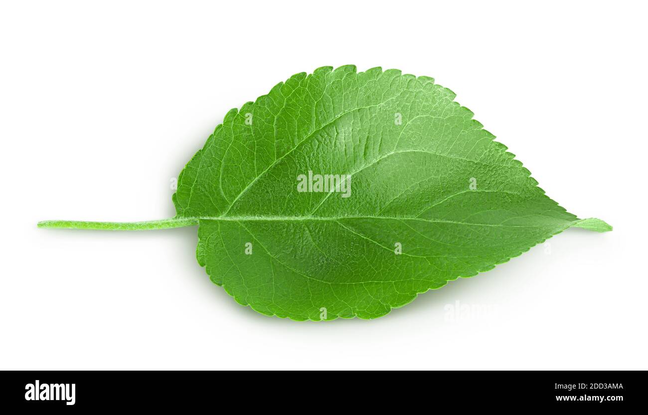 Apple leaf isolated on white background with clipping path Stock Photo ...