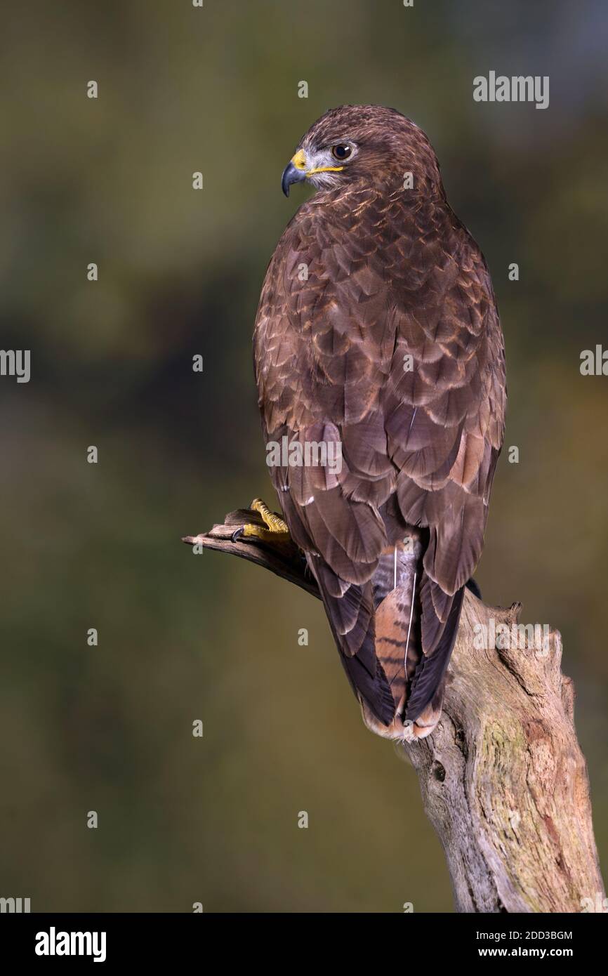 Common buzzard on perch Stock Photo