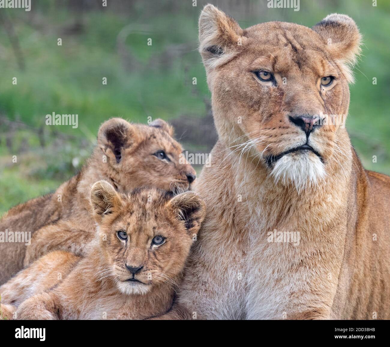 African lioness with cubs Stock Photo